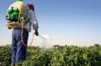 سموم کشاورزی با کیفیت بالا توزیع می شود