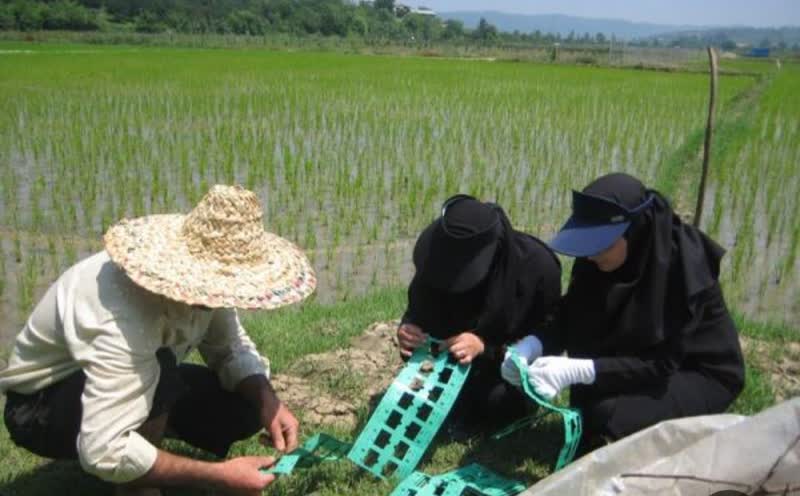 برنجکاران گیلانی از زنبورهای تریکوگراما علیه کرم ساقه خوار برنج استفاده کنند