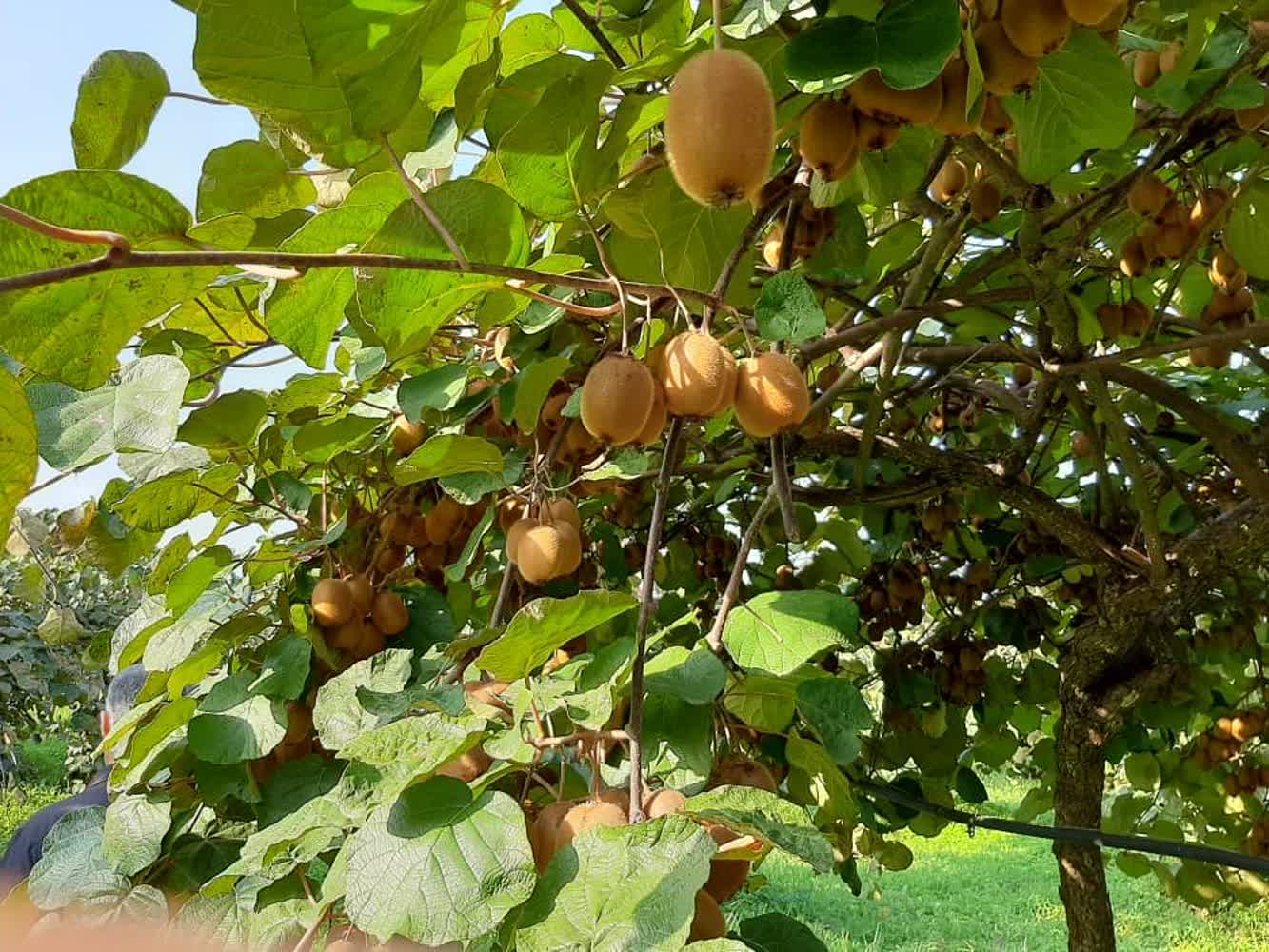 توزیع بیش از ۸۰۹ تن کود در باغات کیوی گیلان