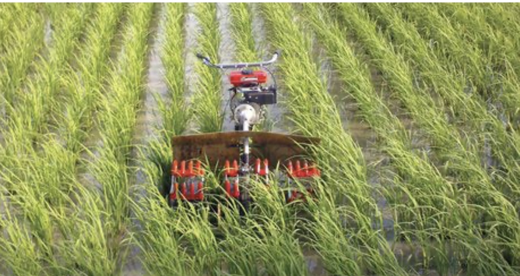 پایان عملیات وجین در ۹۵ درصد از شالیزارهای گیلان