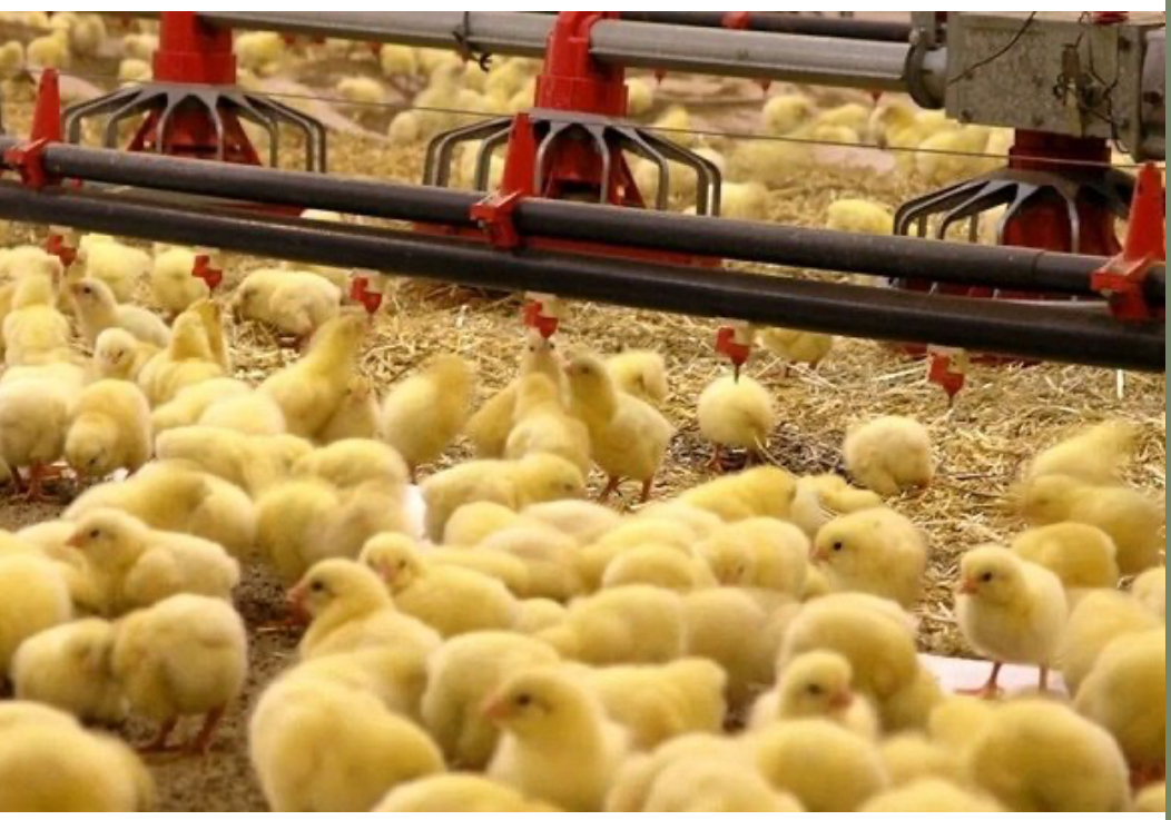 جوجه ریزی ۴۳ میلیون قطعه ای در گیلان