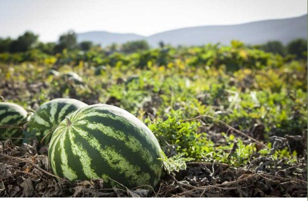 کشت هندوانه در ۳ هزار هکتار از مزارع کشاورزی گیلان