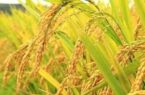 طرح جهش تولید برنج برای نخستین بار در گیلان اجرایی شد