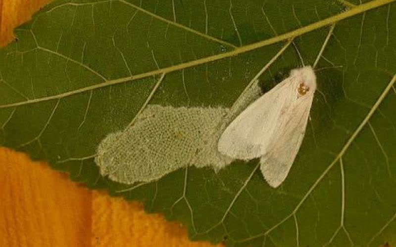 مبارزه با آفت پروانه سفید در گیلان ادامه دارد
