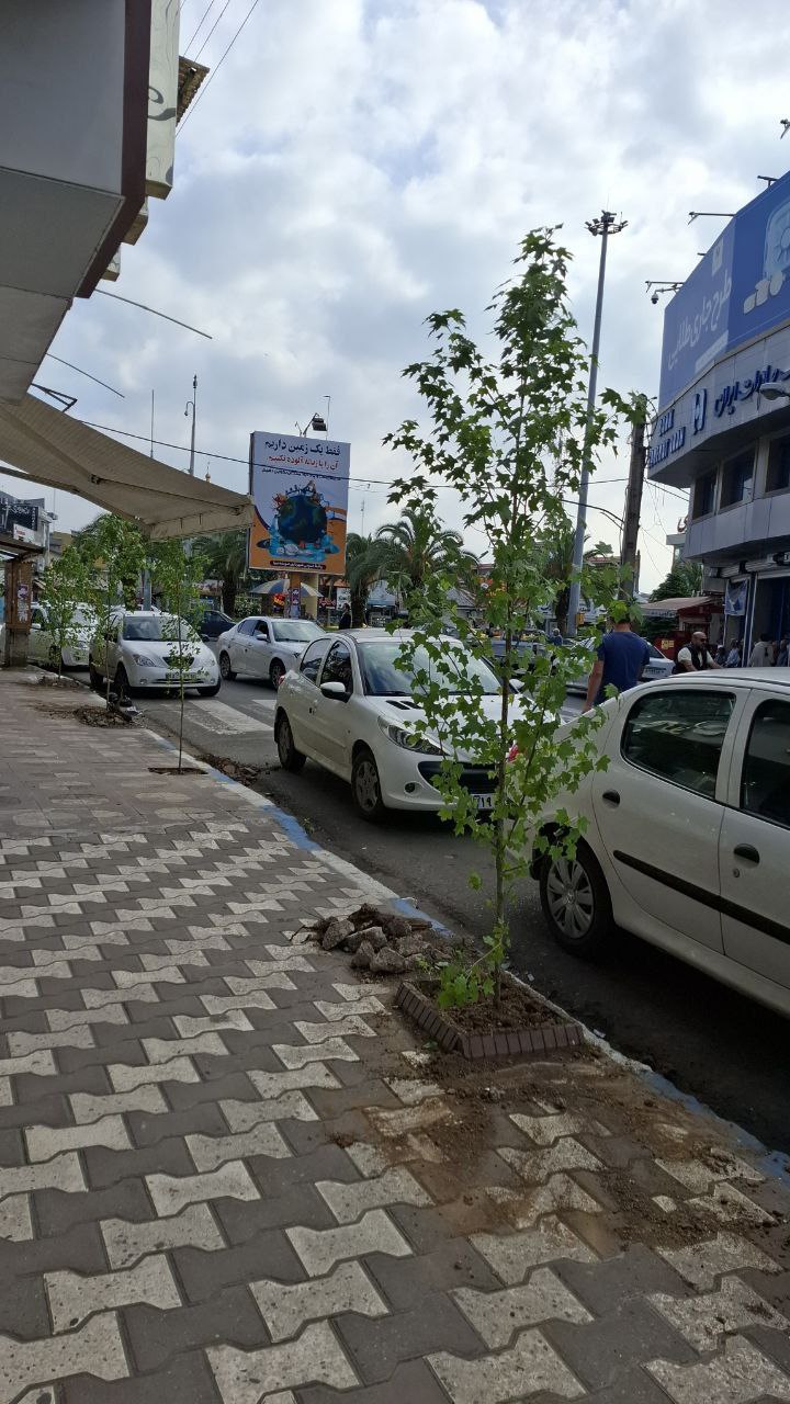 کاشت درختان جدید بهجای درختان فرسوده در بلوار شهدا صومعهسرا